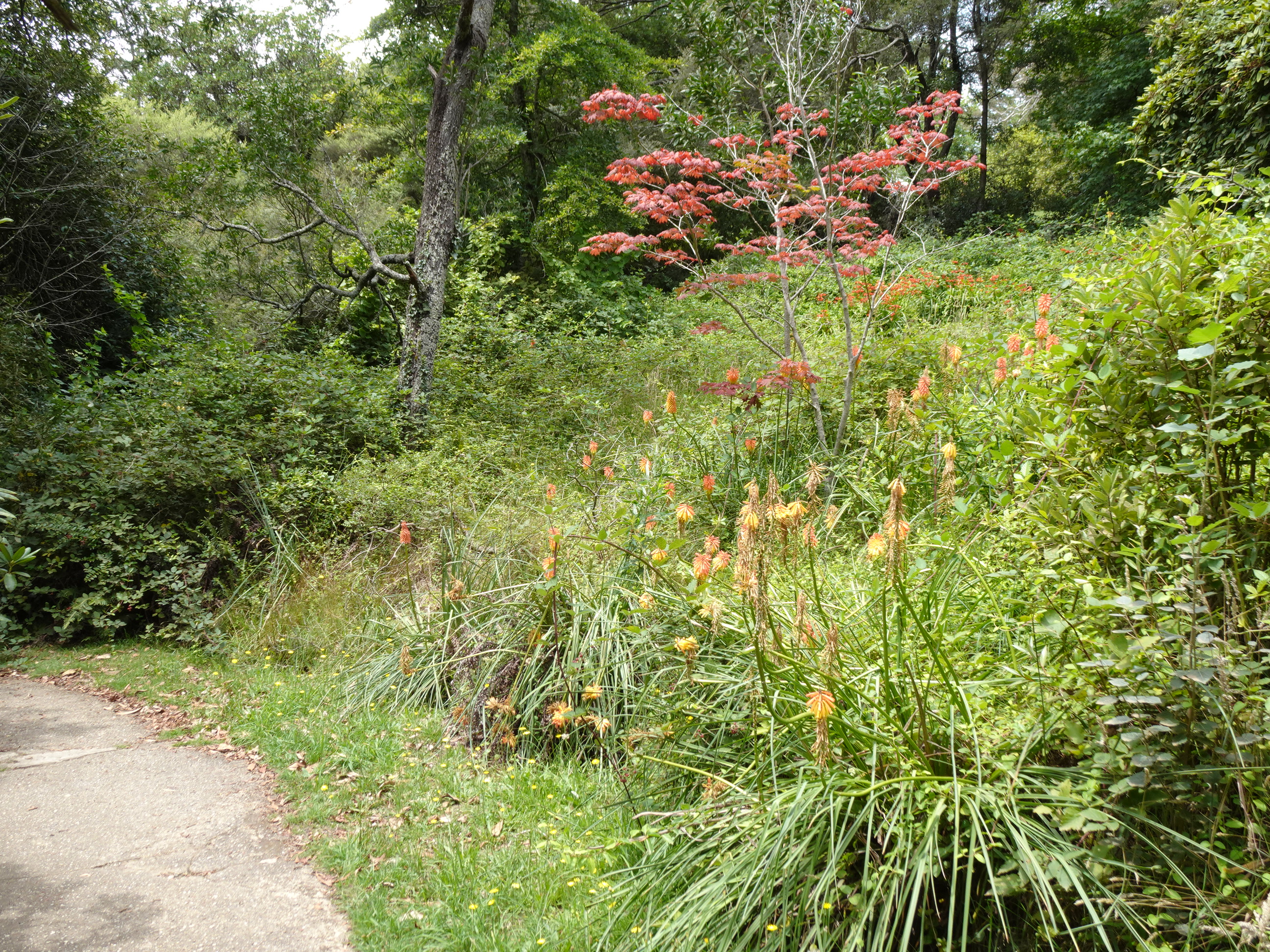 Weeds in Memorial Park, Blackheath.