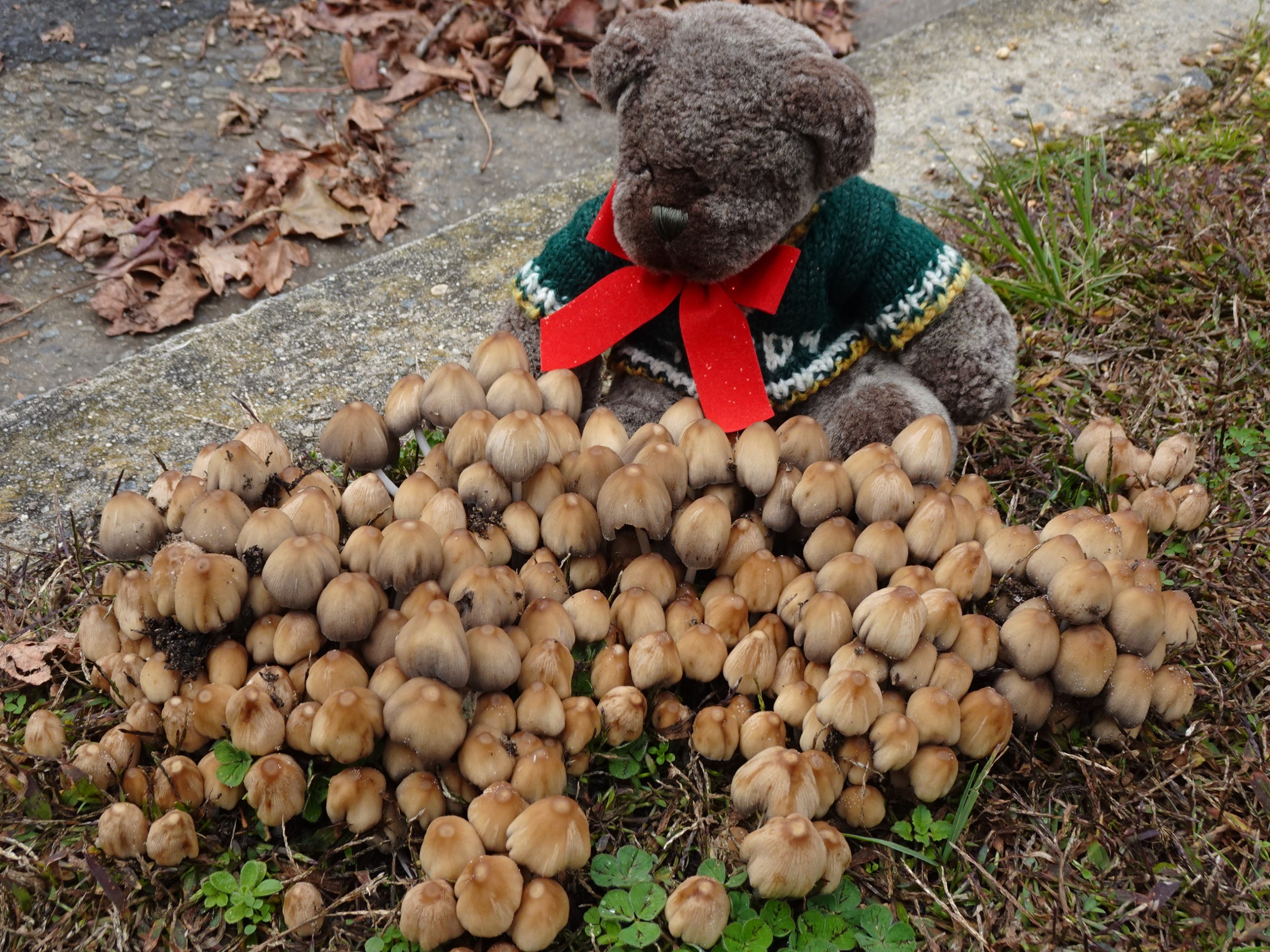 Editor Des inspecting toadstools in Blackheath.