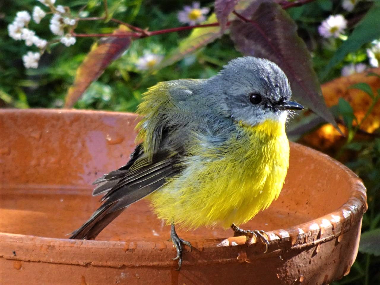 Eastern Yellow Robin