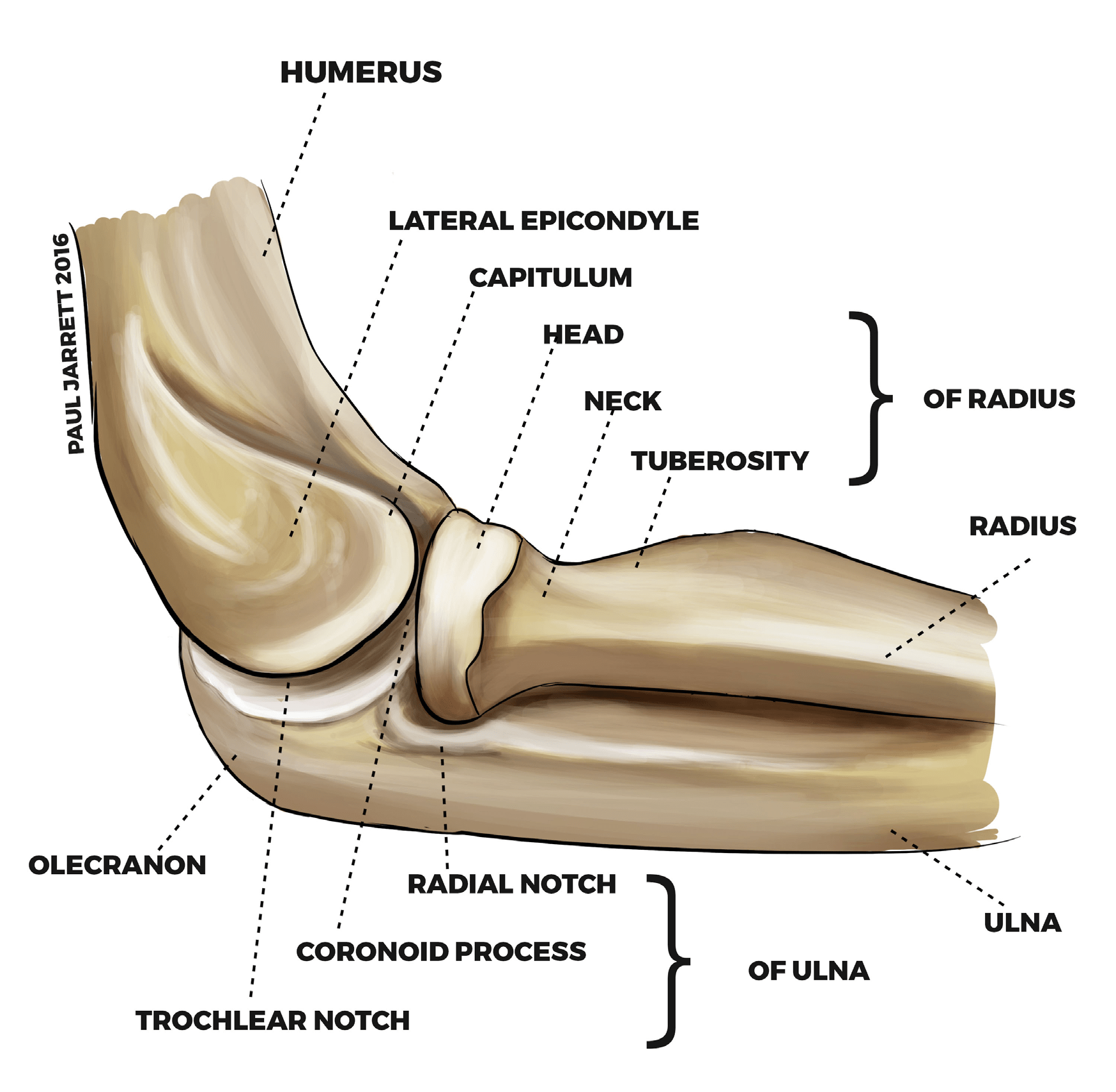 Elbow Anatomy Dr Paul Jarrett, Elbow Surgeon Perth