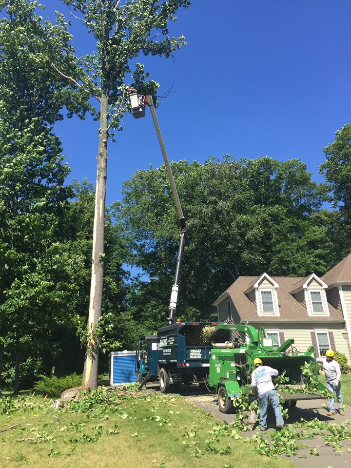Photo Gallery Paulo Landscaping and Tree Removal Orange, CT