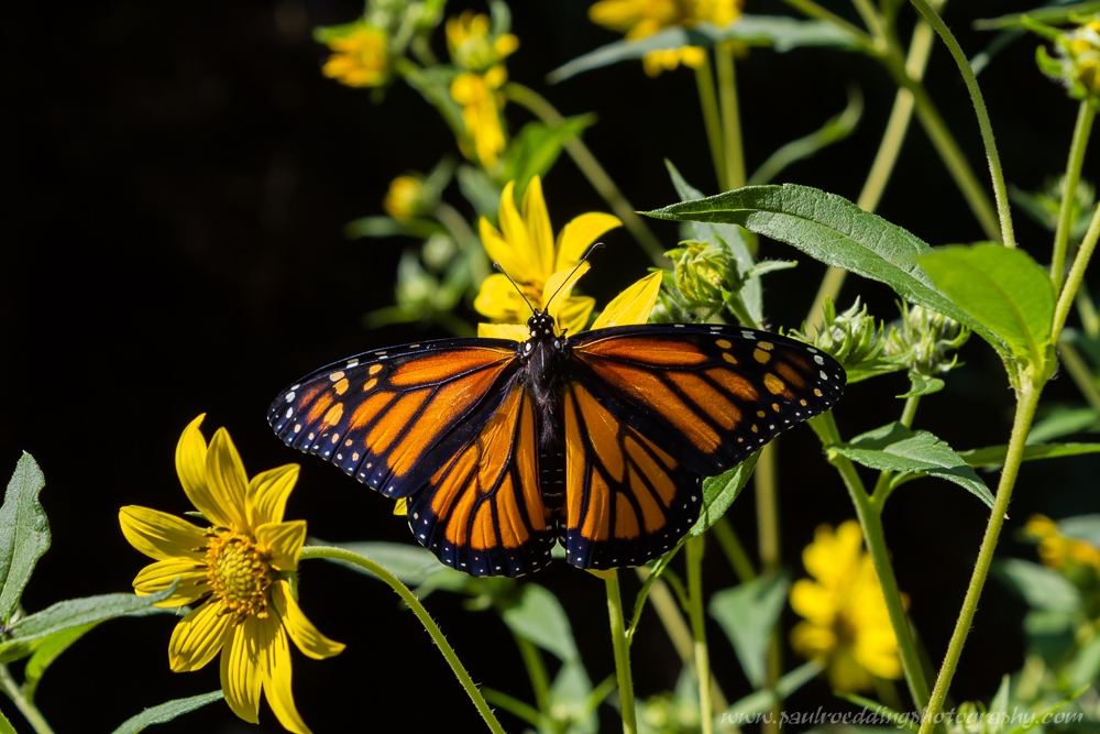 How To Identify Monarch Butterfly