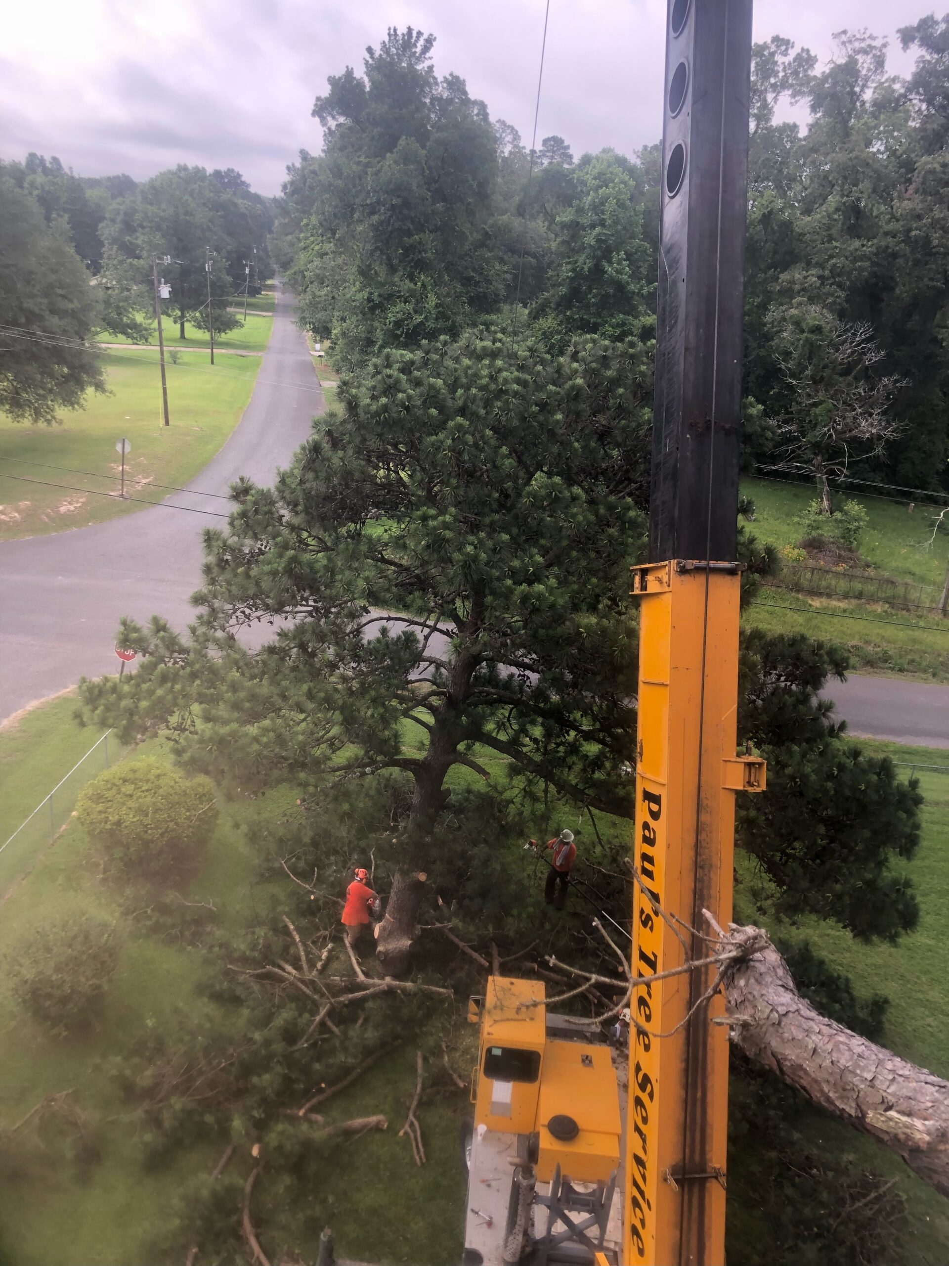 Our Work Paul's Tree Service