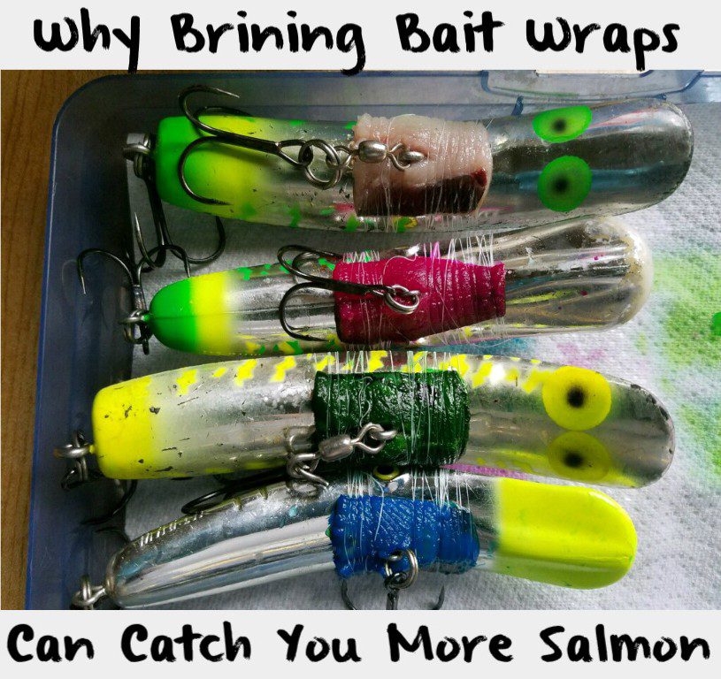 Why Brining Bait Wraps Can Catch You More Salmon Pautzke Bait Co