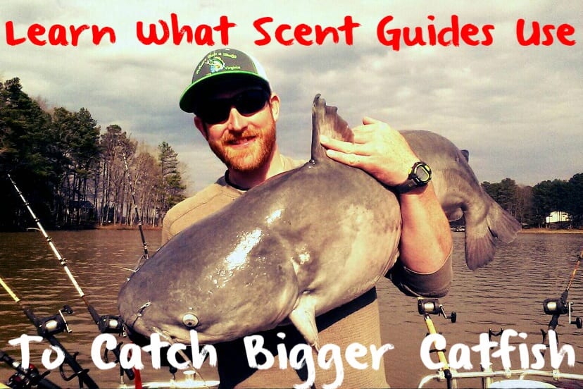 Learn What New Scent Guides Use to Catch Bigger Catfish Pautzke Bait Co