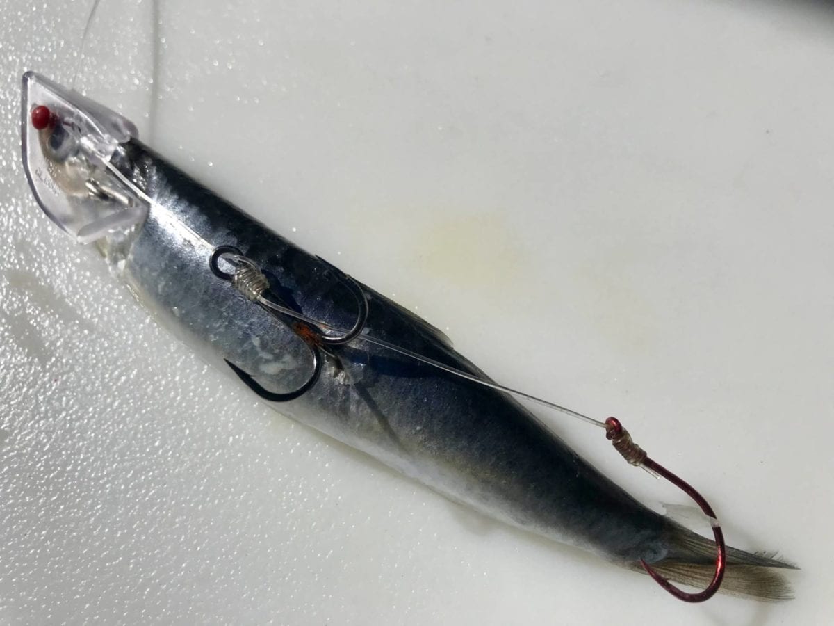 Learn to Brine Cut Bait Catch More Trout Pautzke Bait Co