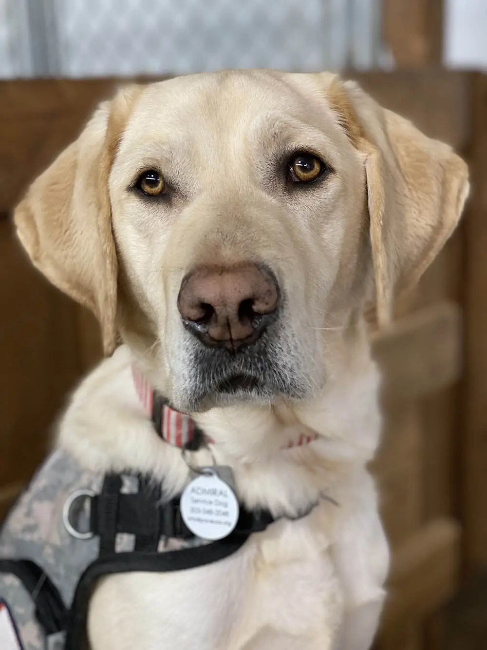 Facility Dogs & Therapy Dogs for Veterans PAVE USA