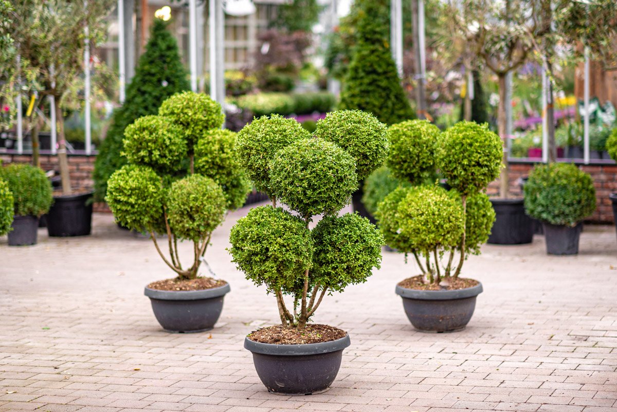 Ilex crenata Pom Pom Pavilion Specimen Plants