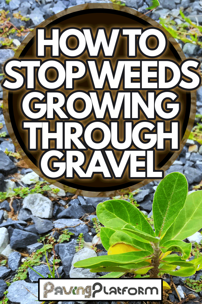 How To Stop Weeds Growing Through Gravel
