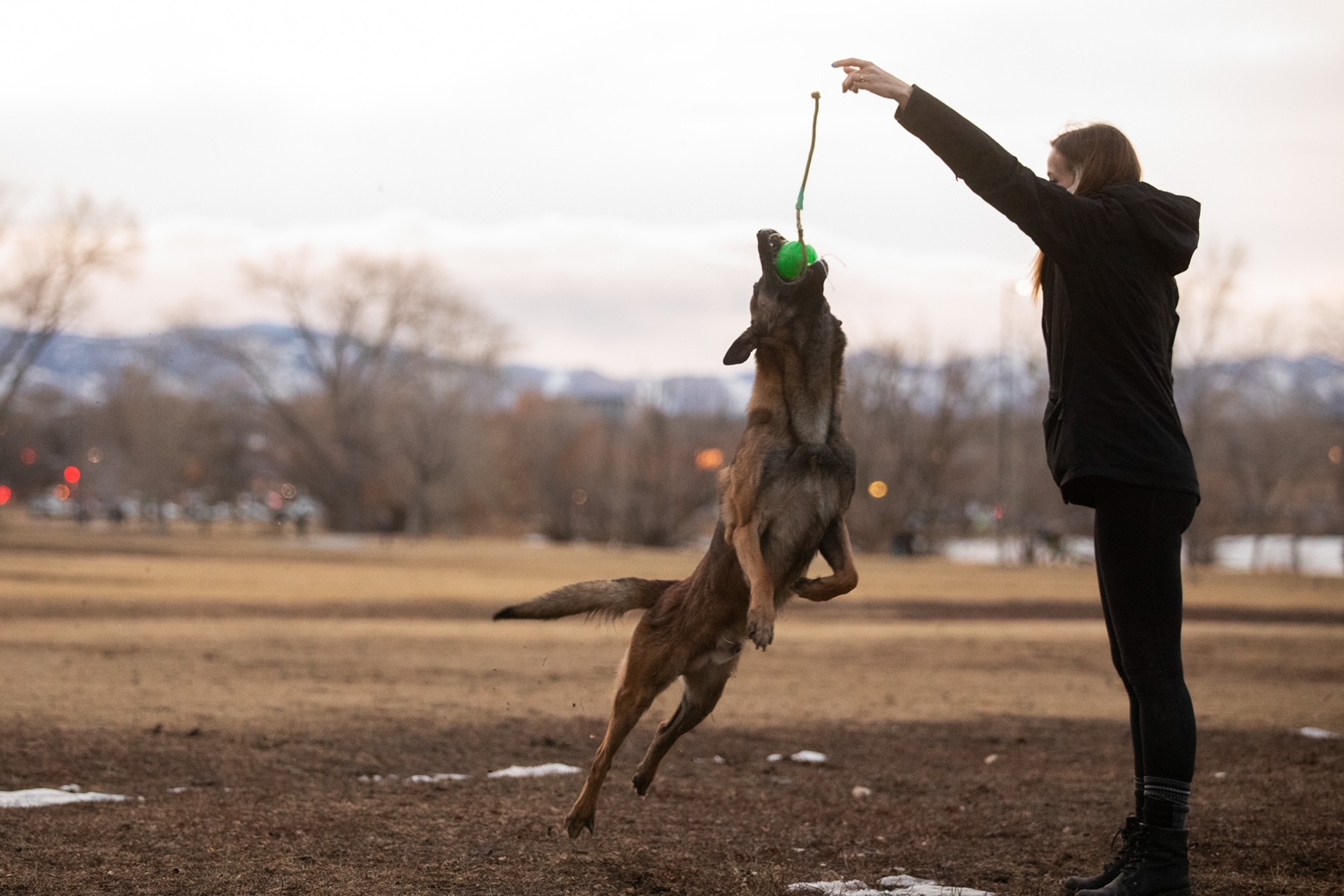 Dog Training in Portland