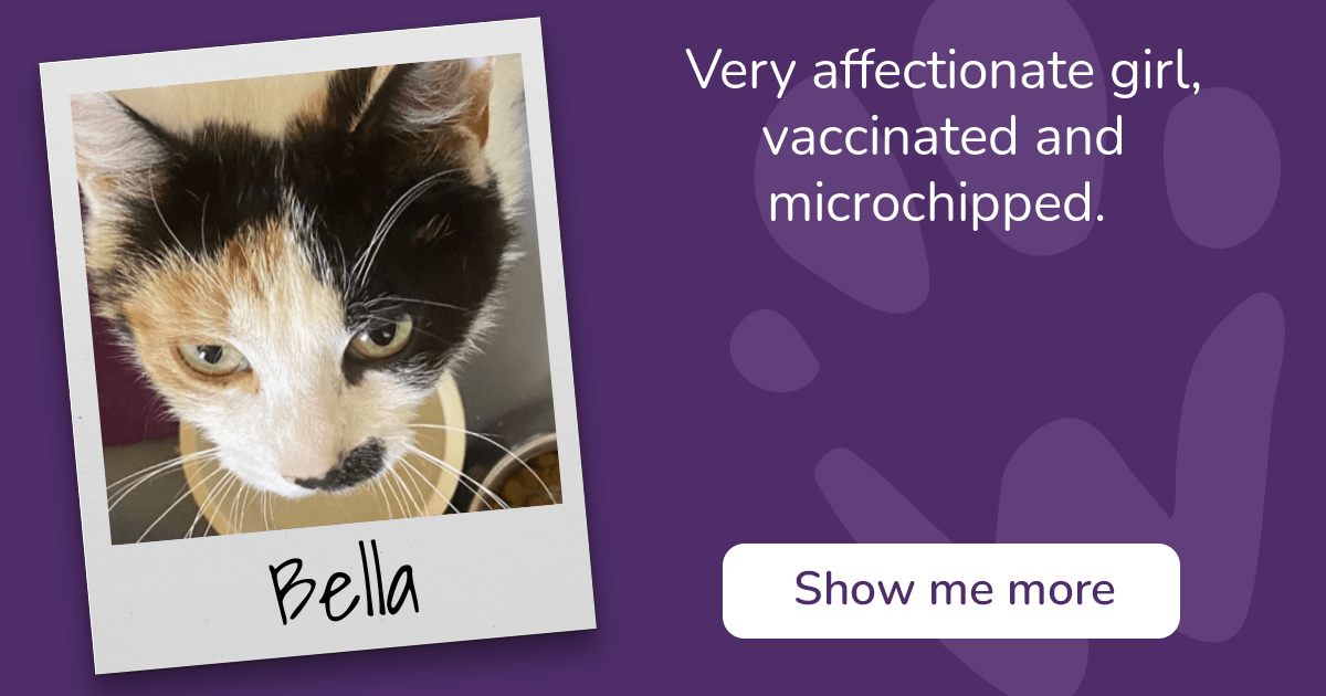 Bella - Cat