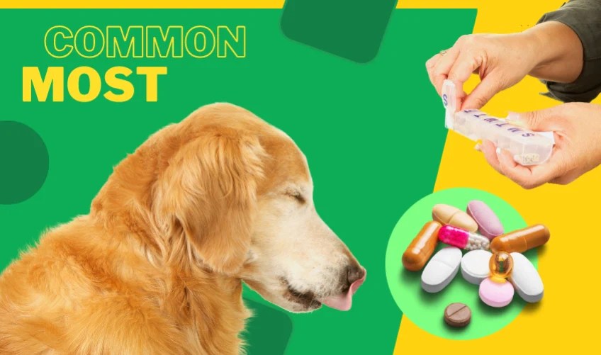 Home Medication Essentials for Dog Owners Pawup Pet Treat