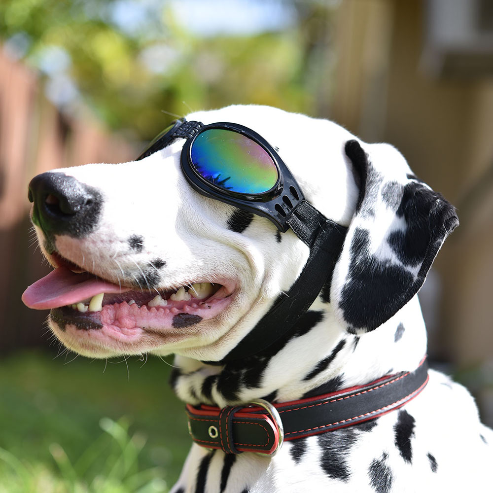 Polarized Dog Sunglasses With UV Protection Chin Strap, Foldable