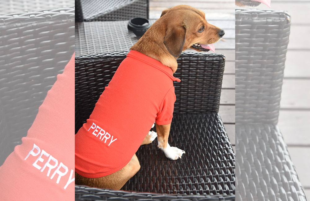 Trends That Are Ruling The Pet Apparel Industry Paw 2 Paws