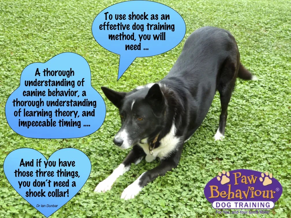 Barking Dogs, Shock Collars & Quick Fixes Paw Behaviour