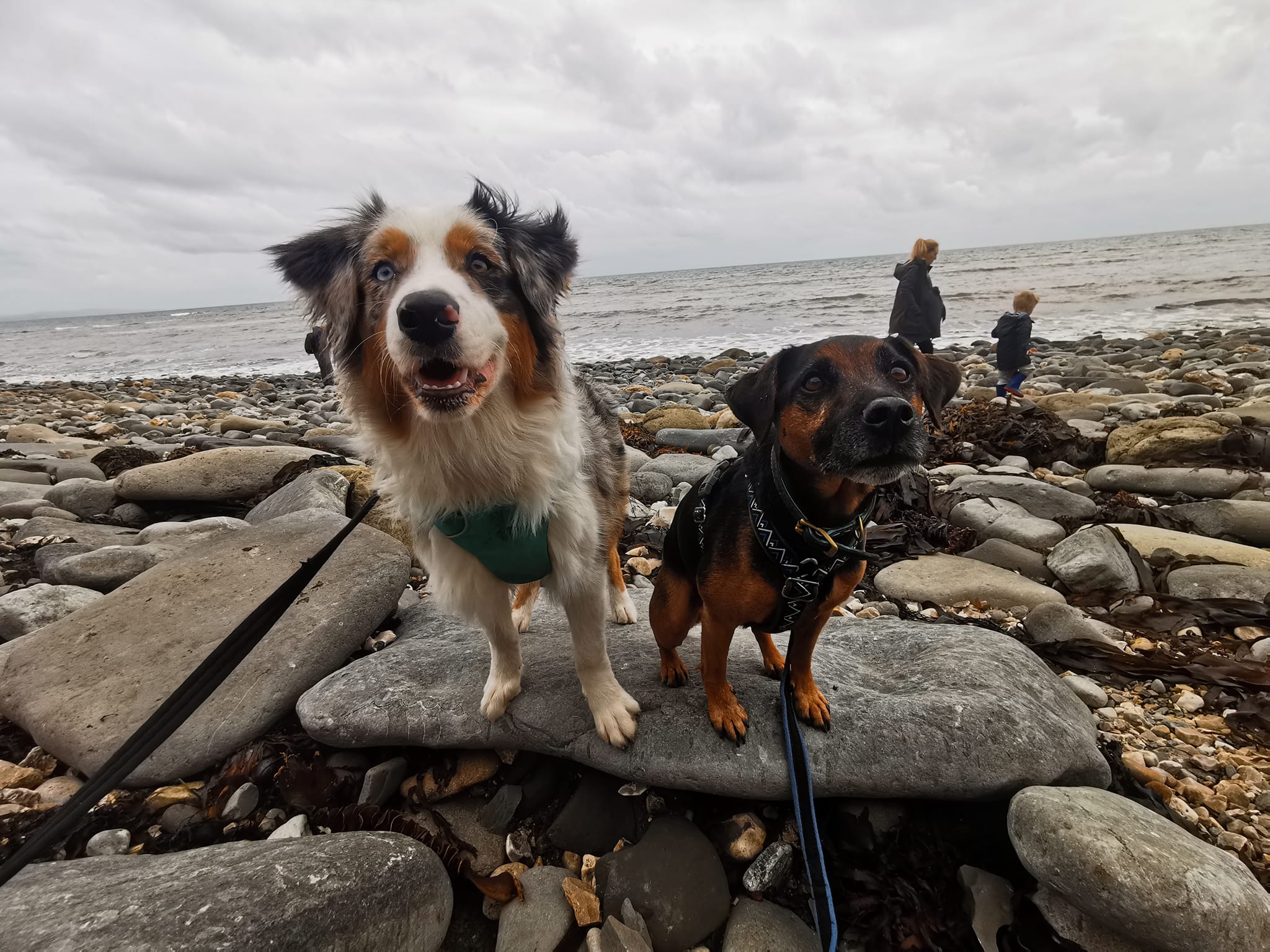 Classes Paw by Paw Training