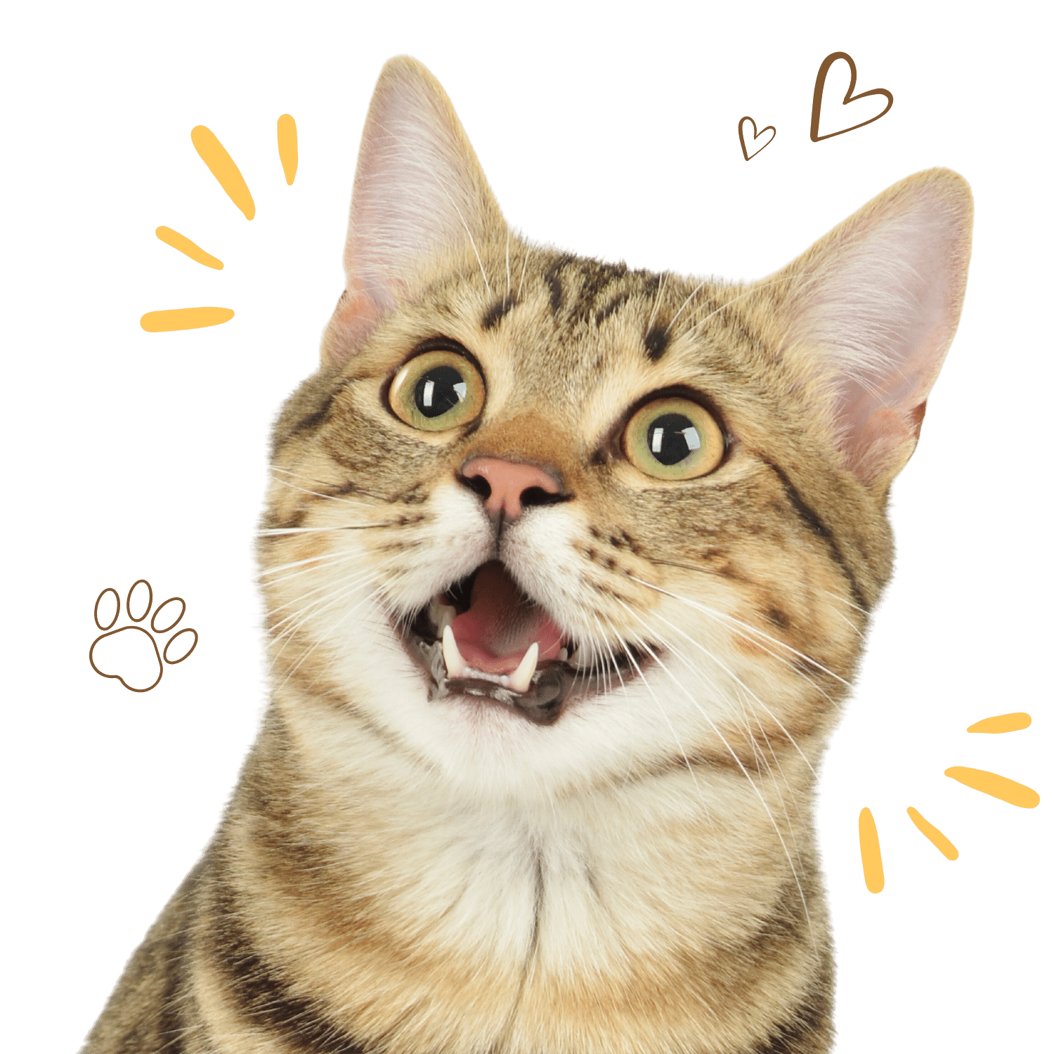 70+ Fascinating Popular Cat Breeds Unraveling Diversity Of Breeds