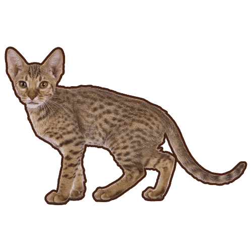 70+ Fascinating Popular Cat Breeds Unraveling Diversity Of Breeds