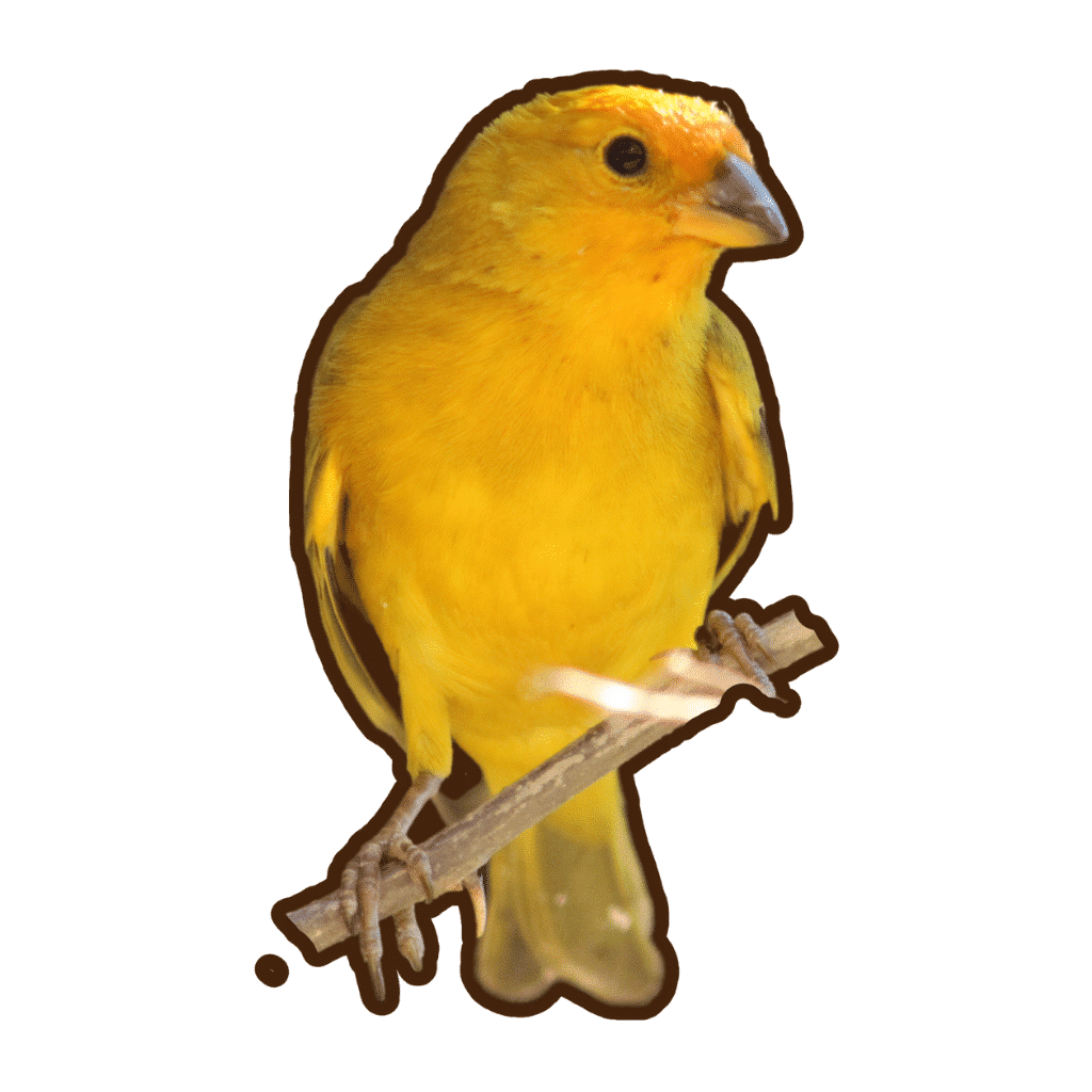 80+ Most Popular Bird Breeds Enchanting Avian World