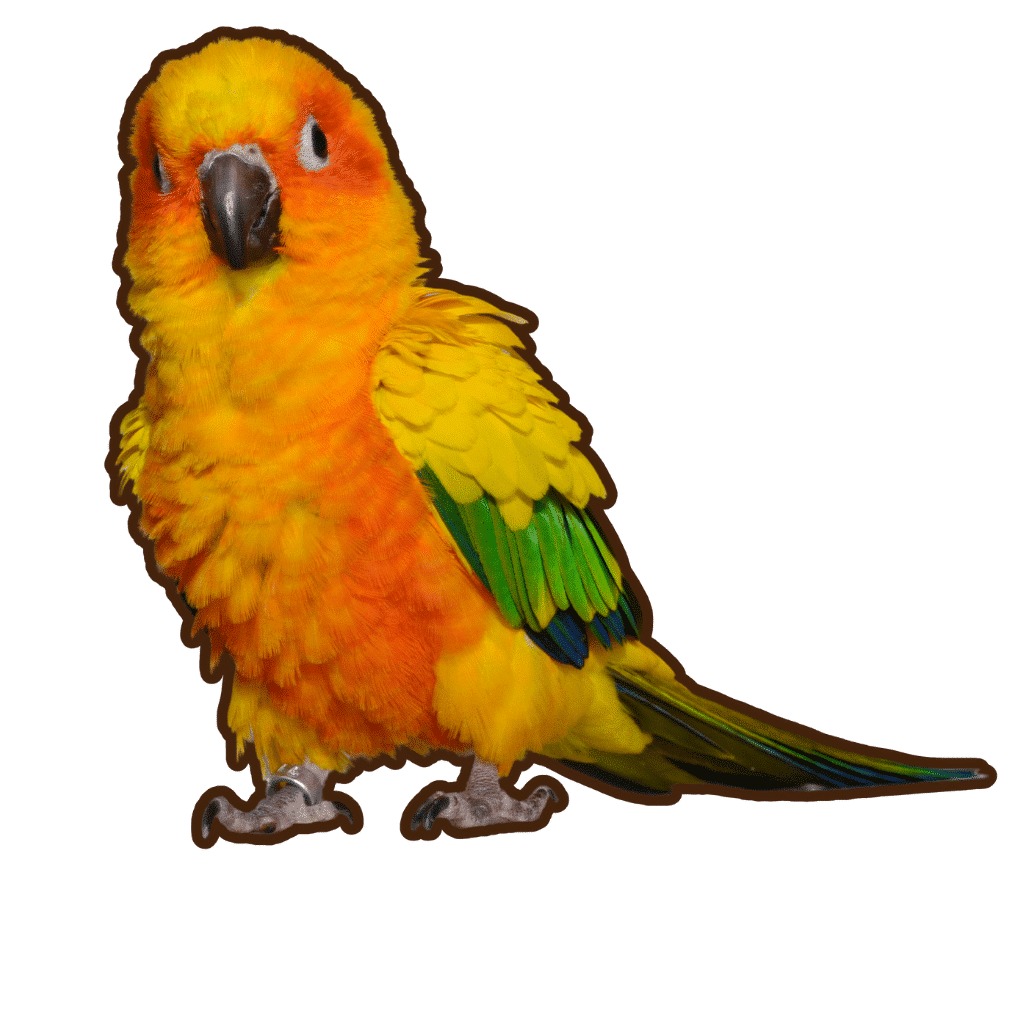 80+ Most Popular Bird Breeds Enchanting Avian World