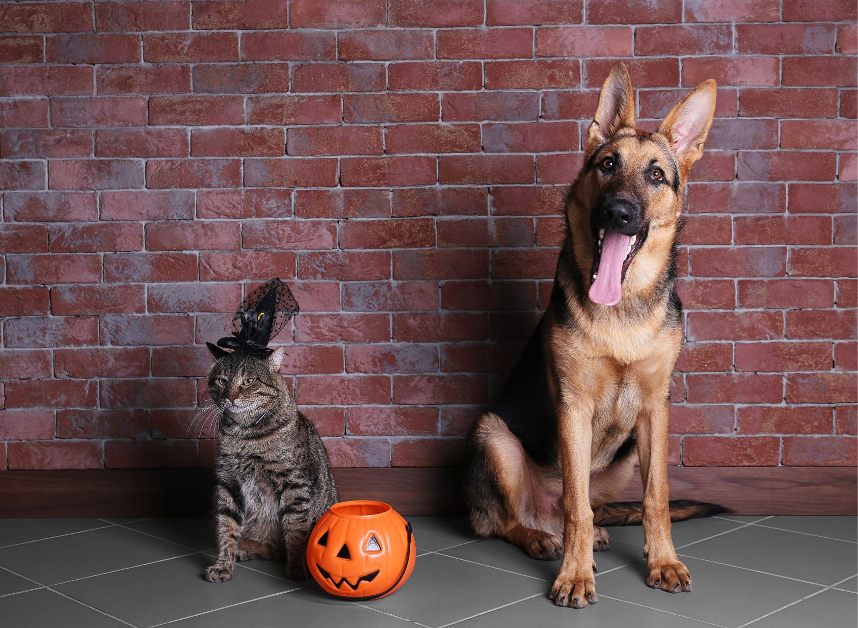 10 Fun & Spooky Halloween Games For Dogs And Cats In 2023
