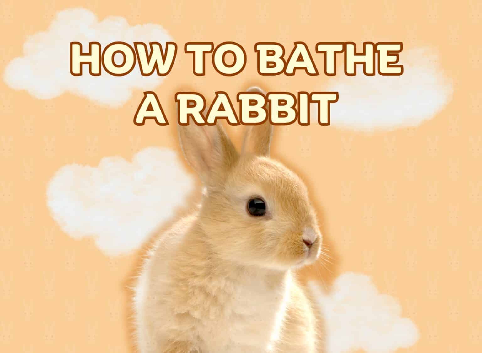 How To Bathe A Rabbit A Friendly Guide To Clean Your Rabbit (2023