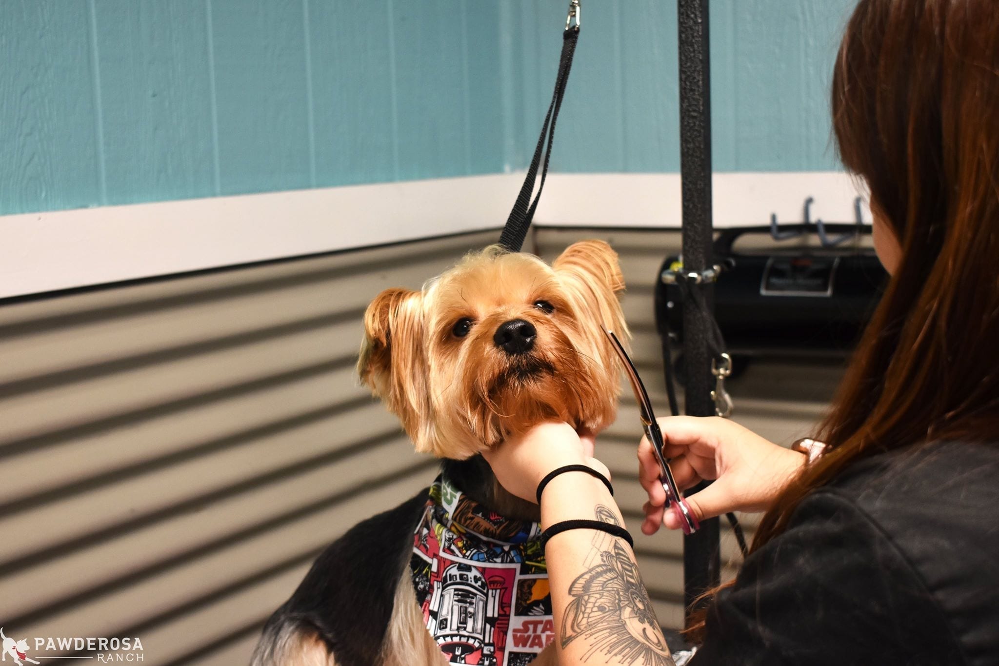 San Antonio Dog Grooming Tips Pawderosa Ranch