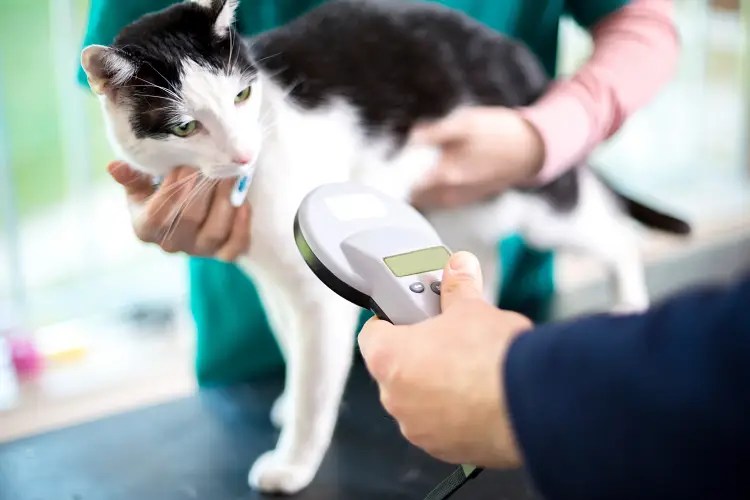 Why It’s Important to Microchip Your Cat