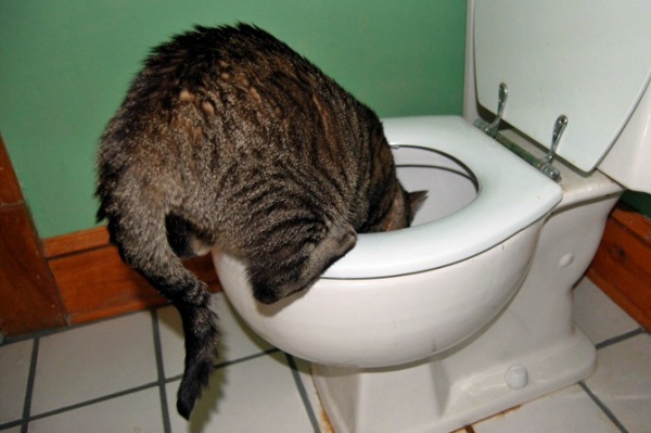 Help! Why Does my Cat Drink from the Toilet?
