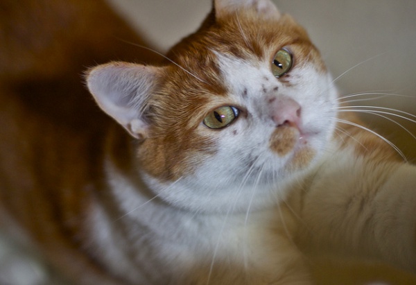 FIV - The Facts and the Fiction