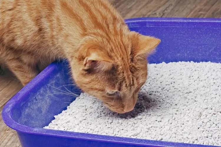 Is Your Cat Allergic to Litter? How to Tell