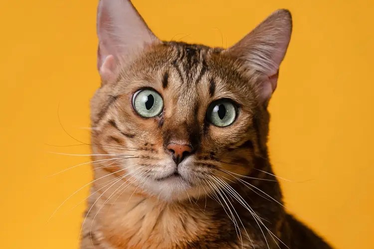 Why Does My Cat Stare at Me?