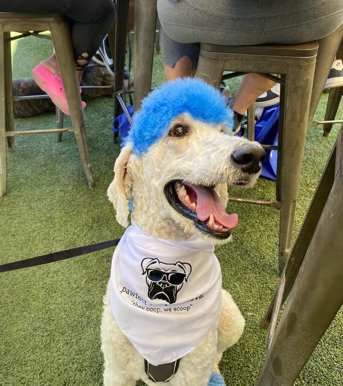 Pooper Scooper Service Starting at 12.99