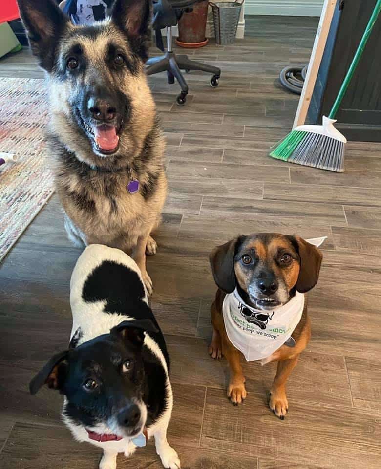 Pooper Scooper Service Starting at 12.99