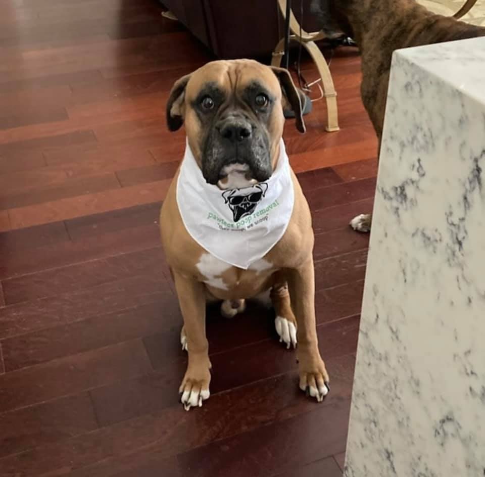 San Antonio Pooper Scooper Service Pawfect Poop Removal