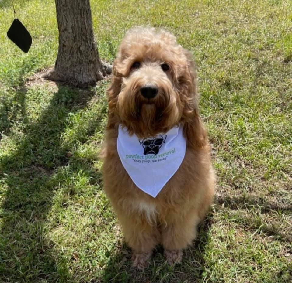 Pooper Scooper Service Starting at 12.99