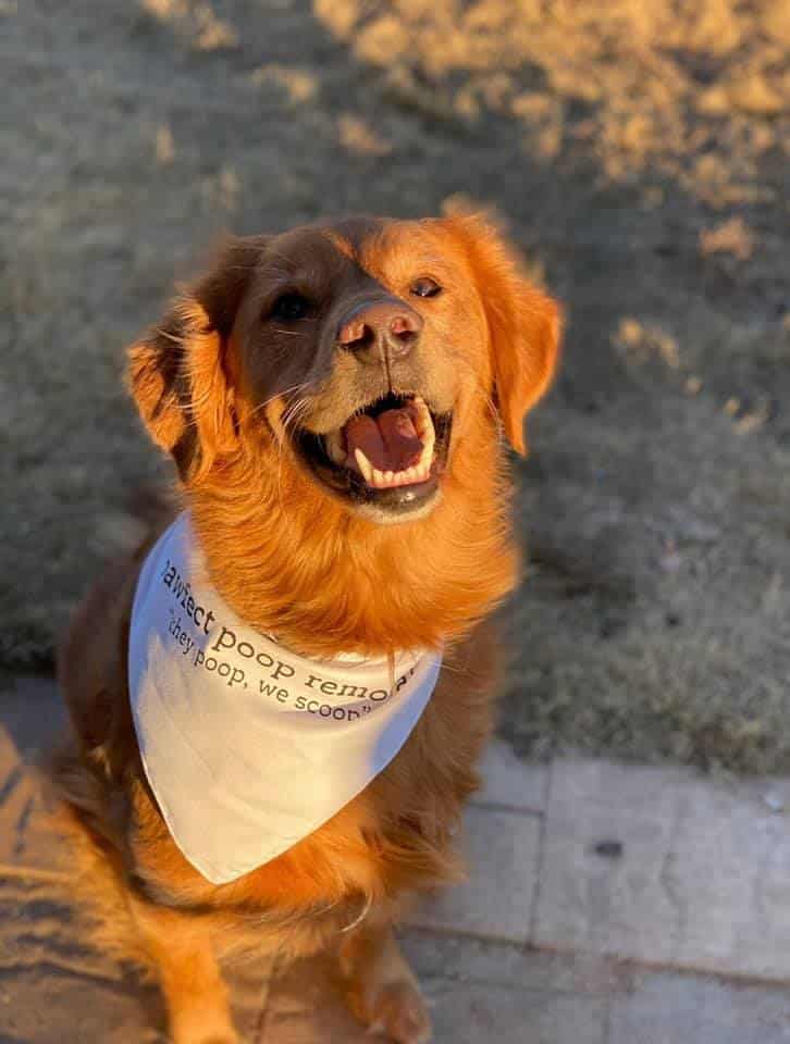 Pooper Scooper Service Starting at 12.99