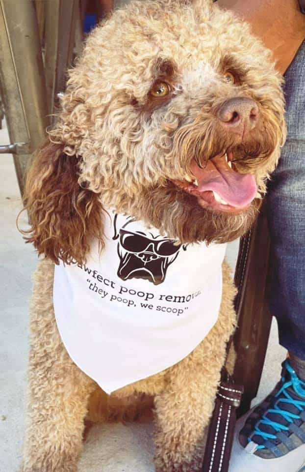 Pooper Scooper Service Starting at 12.99