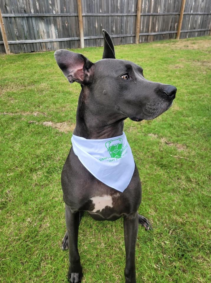 Pooper Scooper Service Starting at 12.99