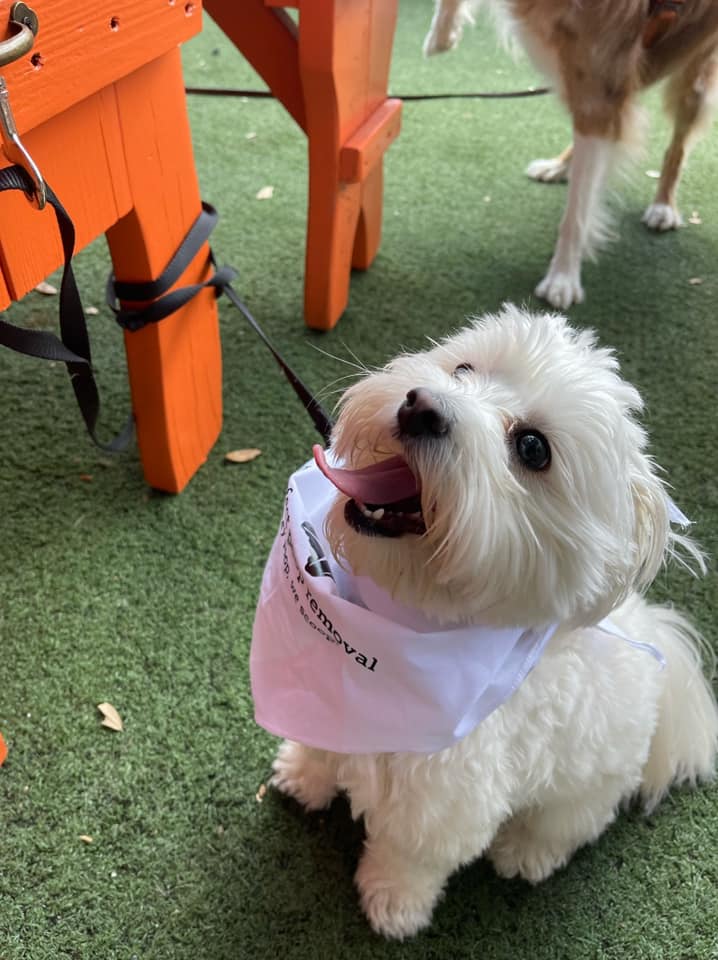 Pooper Scooper Service Starting at 12.99