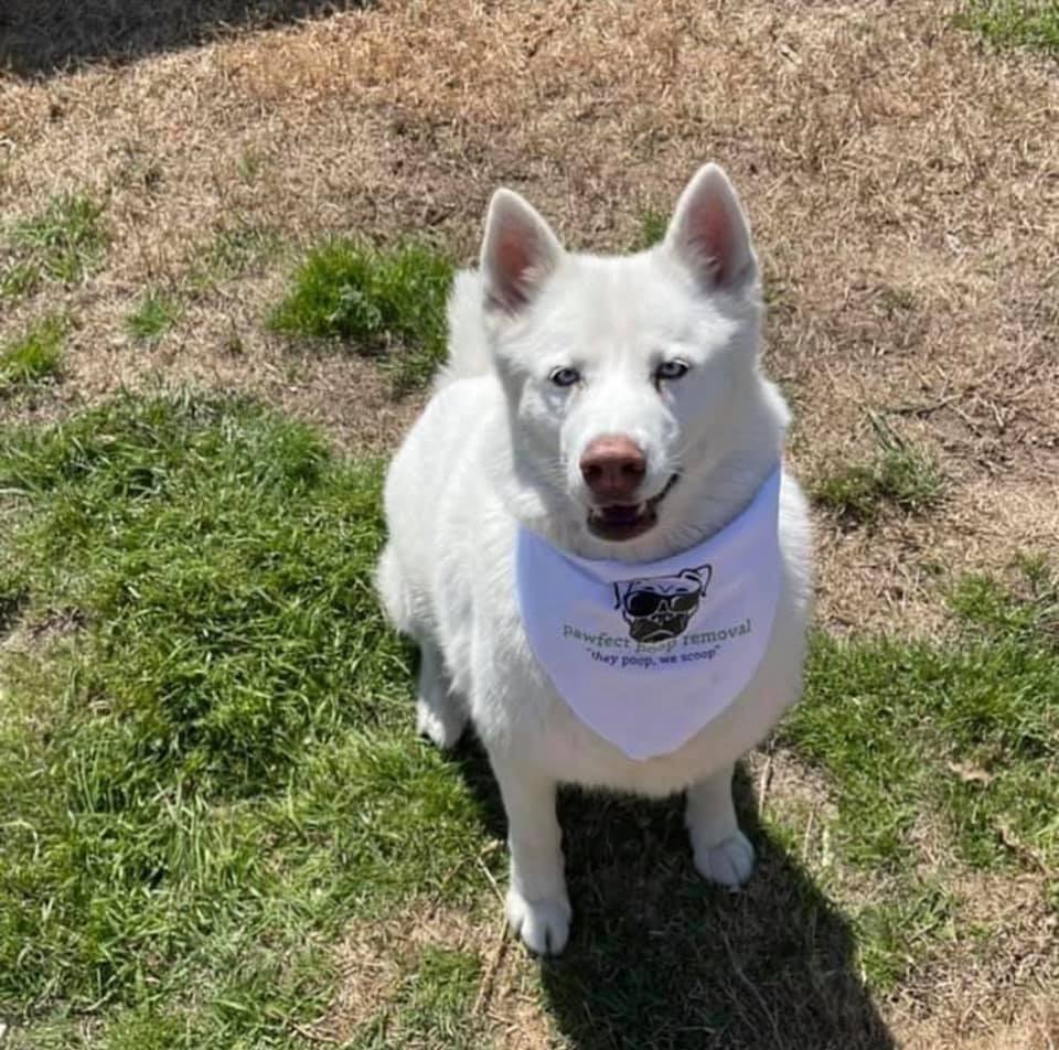 Pooper Scooper Service Starting at 12.99