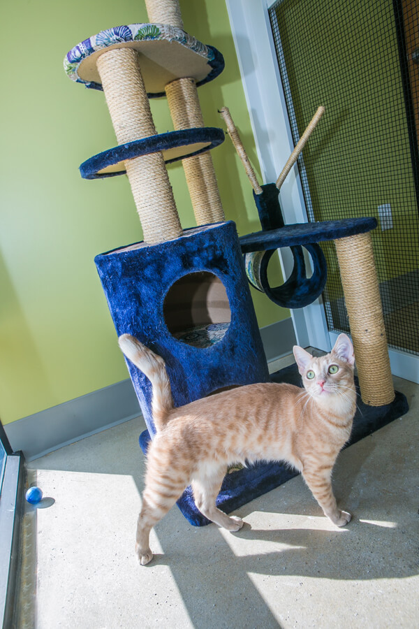 SERVICES Paw Hills Luxury Pet Hotel & Spa