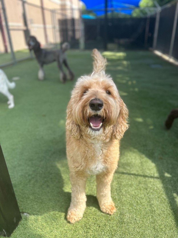 A Day in the Life of a Pet Boarding Facility PawHootz