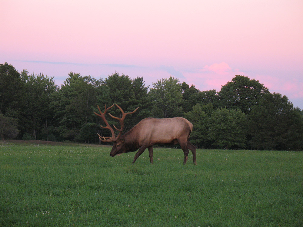 Elk Country Pennsylvania Wilds