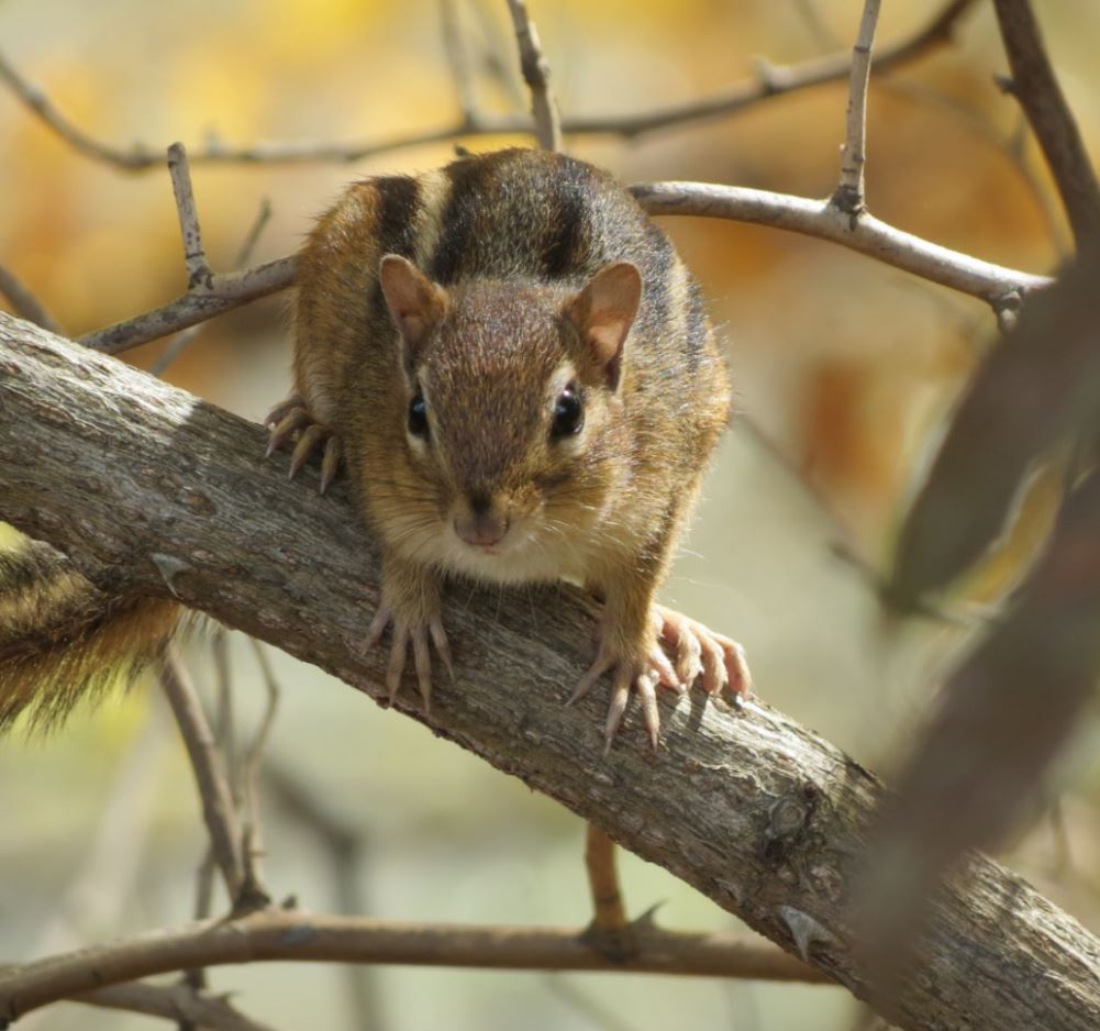 Wildlife Conservation Pennsylvania Wilds