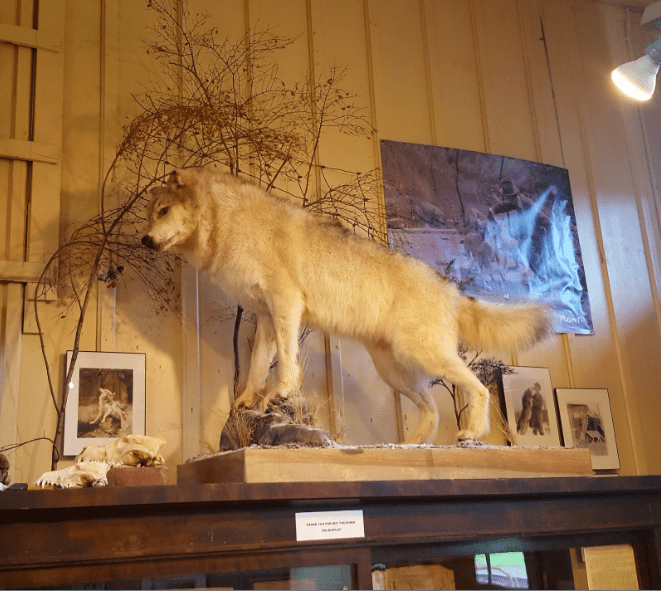 The Man Who Saved the Wolves Pennsylvania Wilds