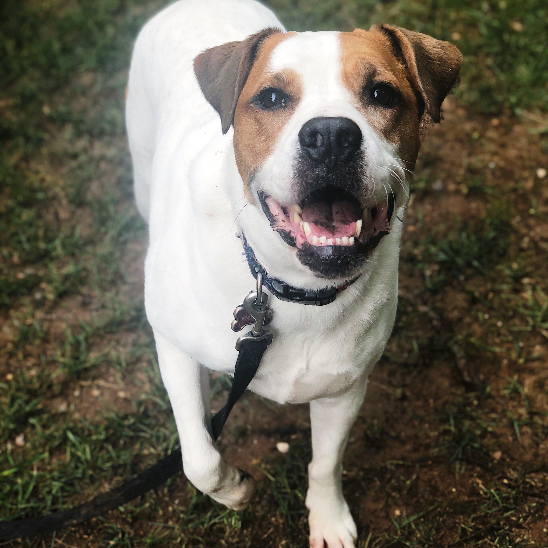 Overnight Pet Care Alexandria, VA Paw Inclusive
