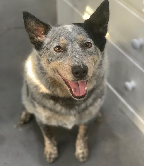 Since the Australian Cattle Dog was bred to help cattle