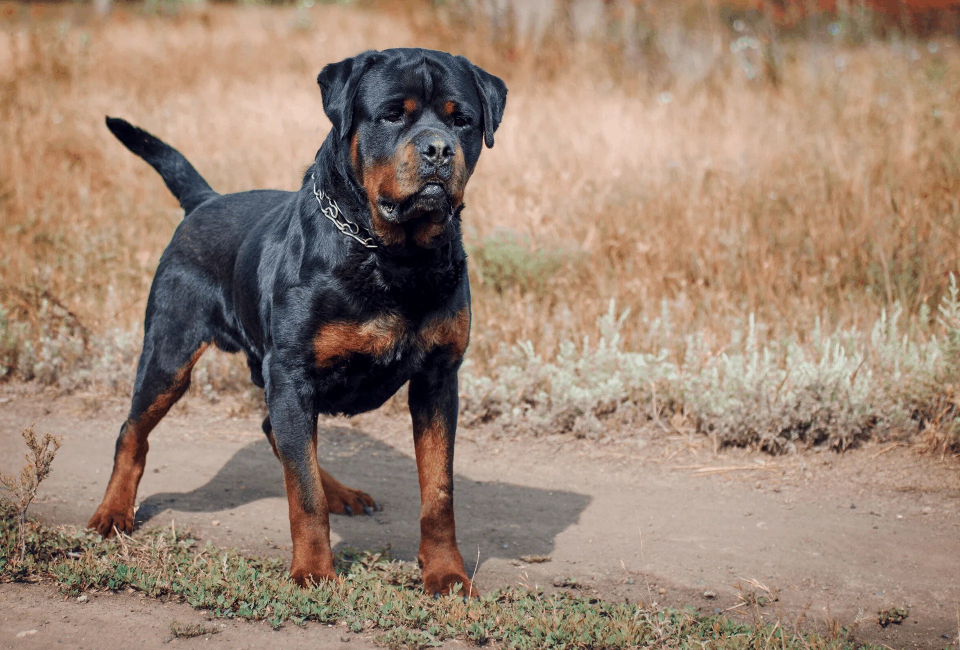 Why Do They Cut Off Rottweilers Tails