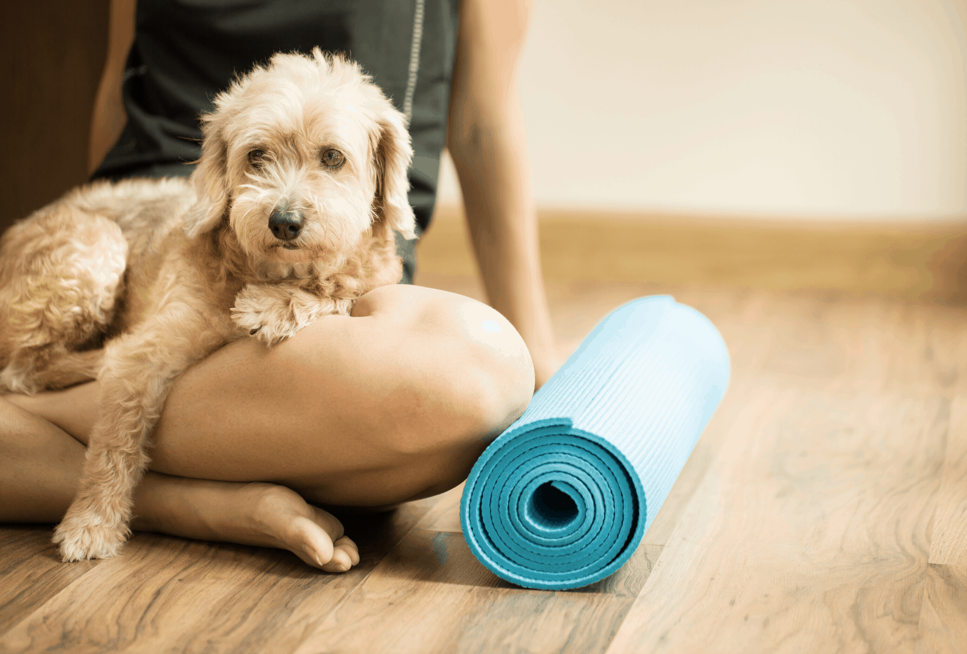 Why You Should Teach Your Dog Yoga PawLeaks